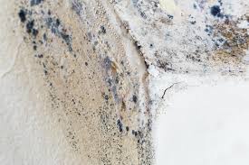 Best Residential Mold Inspection & Testing  in Tallapoosa, GA